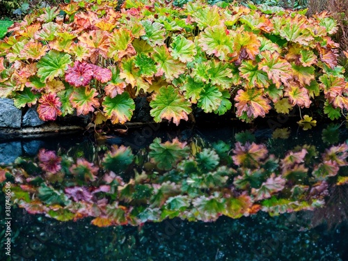 Wallpaper Mural Bright yellow autumnal leaves against blue sky and clouds background with copy space Torontodigital.ca
