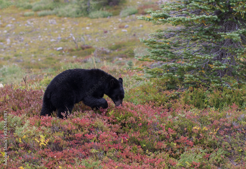 Naklejka premium Black Bear