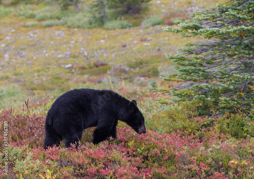 Black Bear