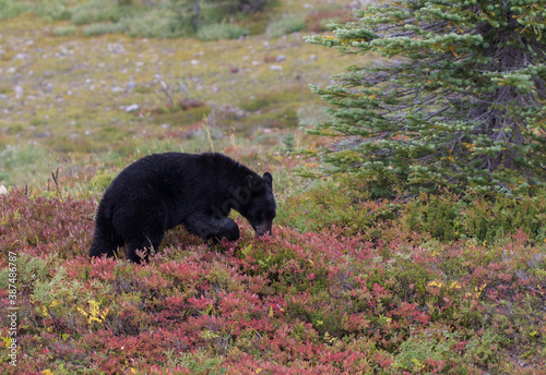 Black Bear