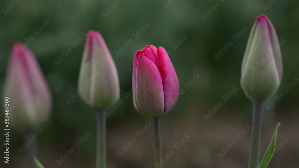 Fototapeta premium Tulips
