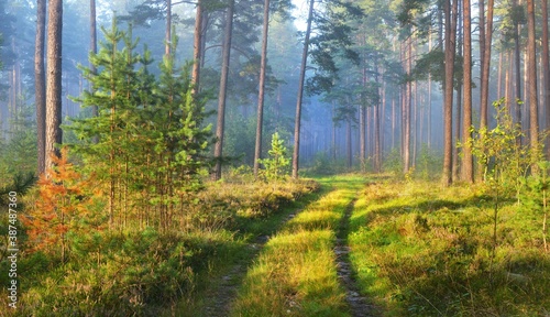 Pathway through the evergreen forest in a mysterious morning fog, natural tunnel of the fir and pine trees. Idyllic autumn scene. Pure nature, ecology, seasons. Atmospheric landscape. Panoramic view photo