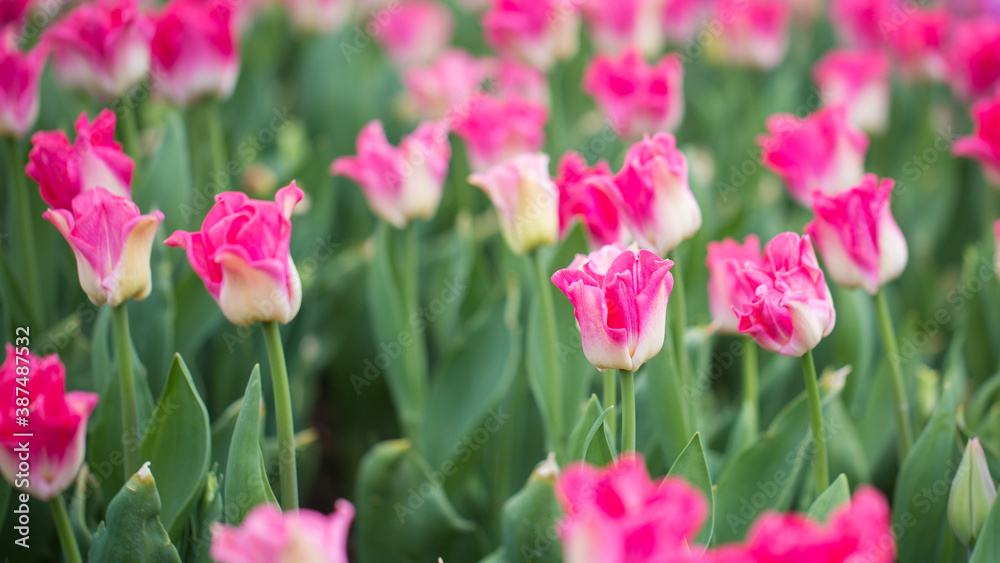 Tulips Tulips