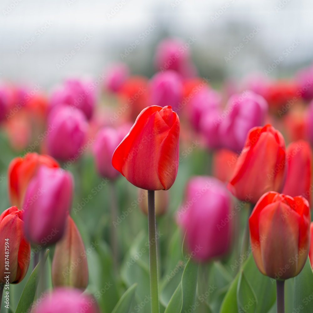 Fototapeta premium Tulips