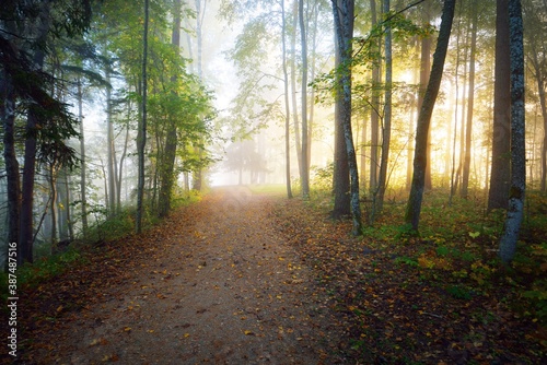 Pathway through the evergreen forest in a mysterious morning fog, natural tunnel of the colorful trees, soft light. Idyllic autumn scene. Nature, ecology, seasons. Atmospheric landscape. Latvia photo