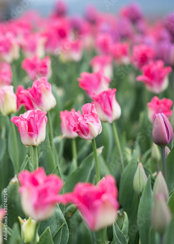 Tulips