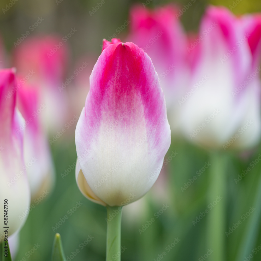 Tulips Tulips