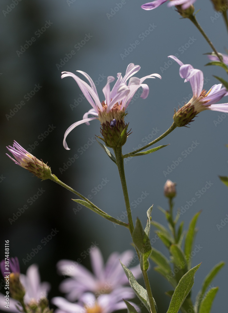 Wildflowers Wildflowers