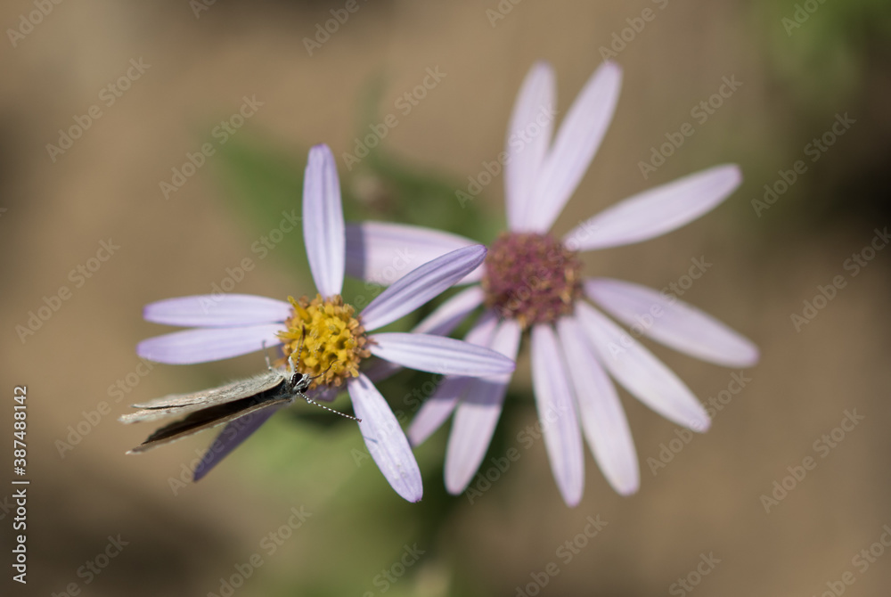 Fototapeta premium Wildflowers