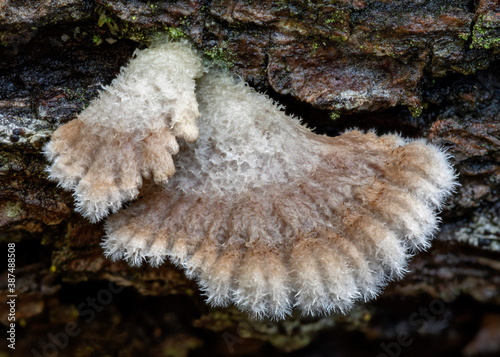 Split Gill Mushrooms (Schizophyllum commune) - NSW, Australia photo