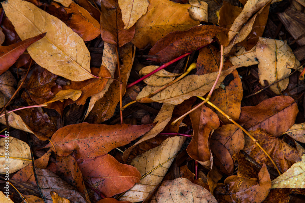 fallen autumn leaves