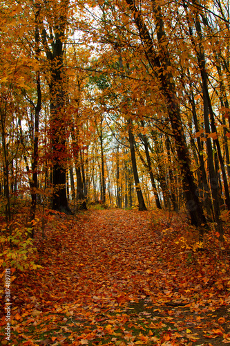 autumn in the forest © marketa