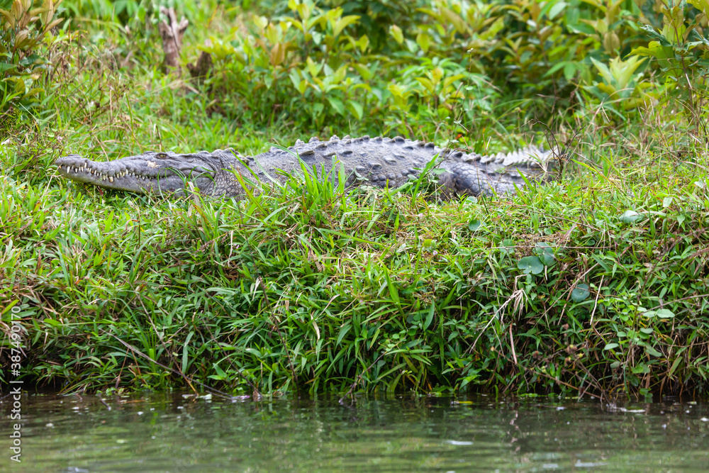 The overwhelming beauty of the flora and fauna of Costa Rica. Photos taken during a tour through this beautiful country,
The overwhelming beauty of the flora and fauna of Costa Rica. Photos taken during a tour through this beautiful country,