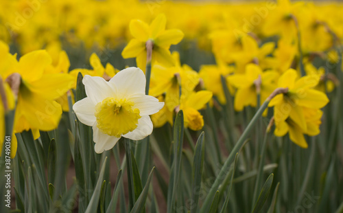 Daffodils in Skagit Valley, WA