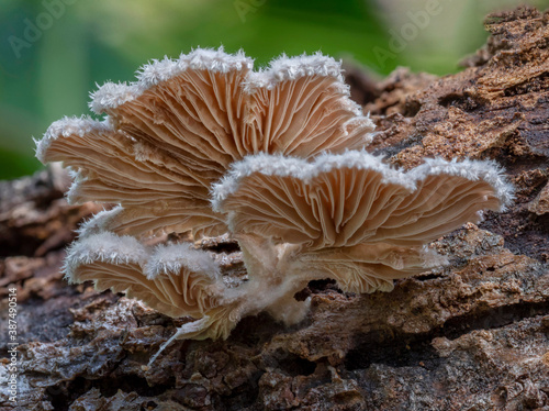 Split Gill Mushrooms (Schizophyllum commune) - NSW, Australia photo