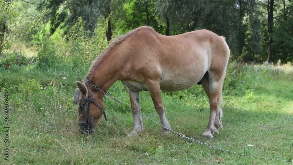 Brown horse with a beautiful mane on a pasture