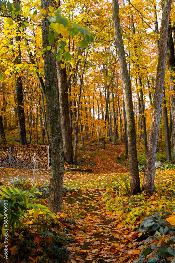 autumn in the woods