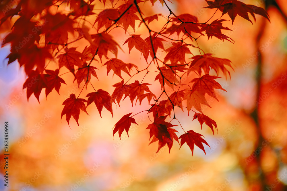 紅葉