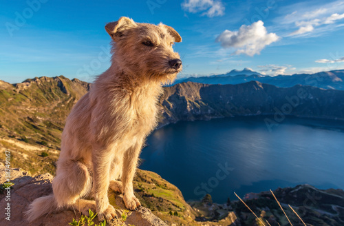Dog in front of the volcanic Quilotoa lagoon at sunrise, Quito region, Ecuador.