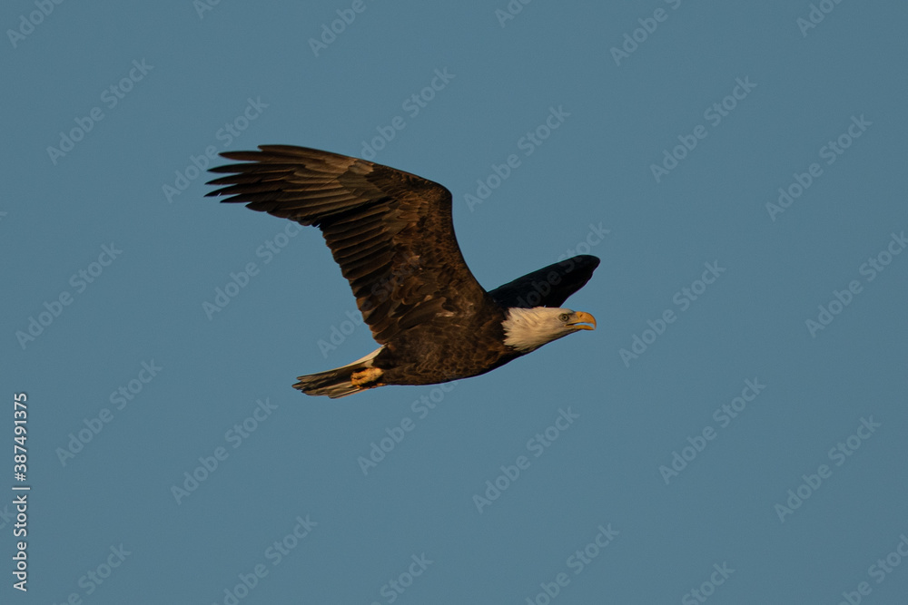 bald eagle flying, seen in the wild in North California bald eagle flying, seen in the wild in North California
