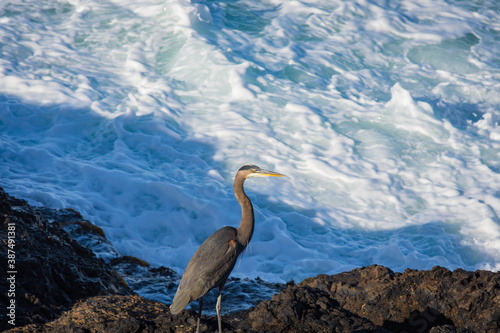 Photography Great blue heron on the Oregon Coast near Depoe Bay