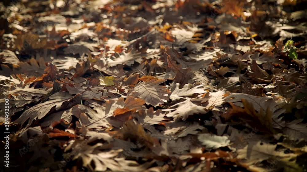 slow motion of beautiful fall leaves rustling in the breeze slow motion of beautiful fall leaves rustling in the breeze