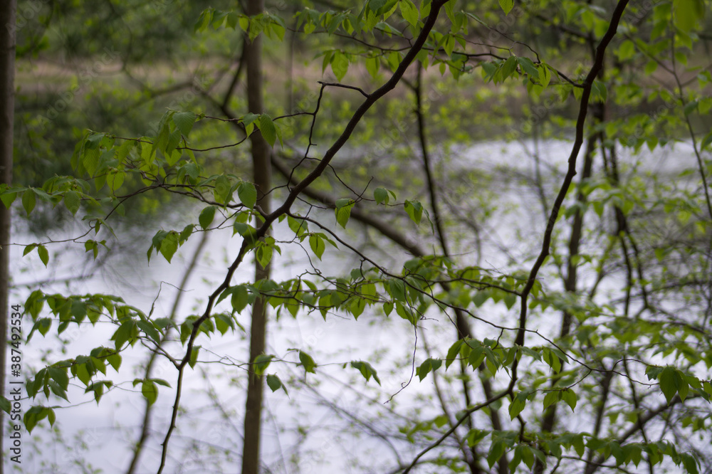 tree tree