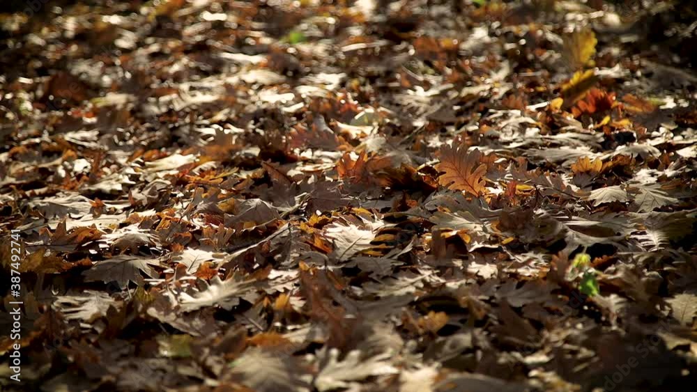 slow motion of beautiful fall leaves rustling in the breeze slow motion of beautiful fall leaves rustling in the breeze