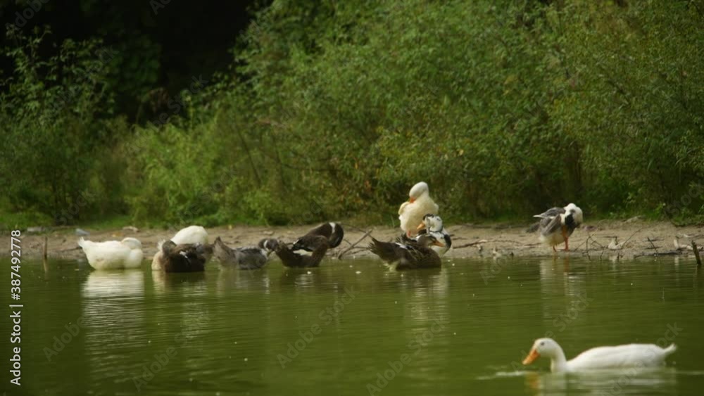 Musky ducks, ducks and geese on a reservoir Musky ducks, ducks and geese on a reservoir