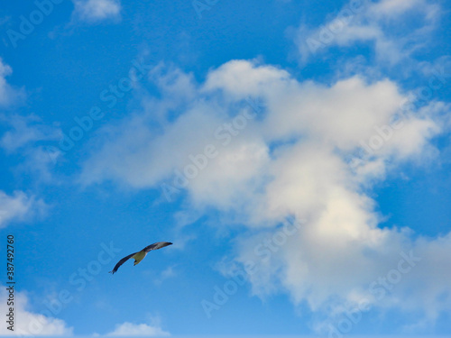 Osprey Bird of Prey Flying Through Bright Blue Sky with Fluffy Clouds with Full Wing Span Hunting on a Summer Day 