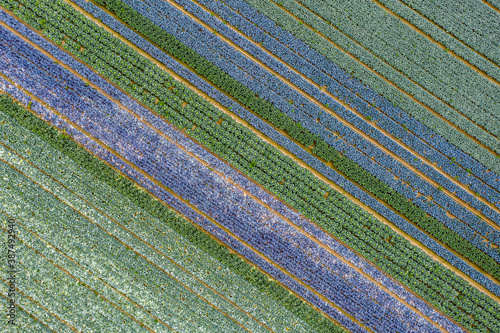 Aerial Sauvie Island Portland photo