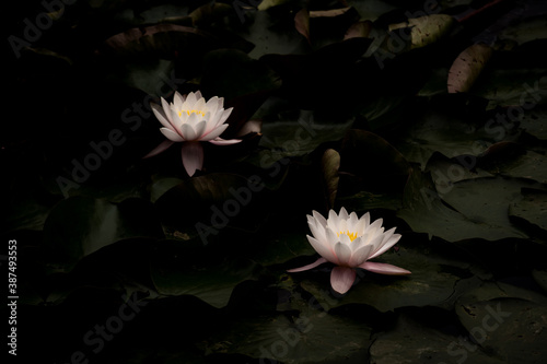 white water lilies in a pond. London  UK