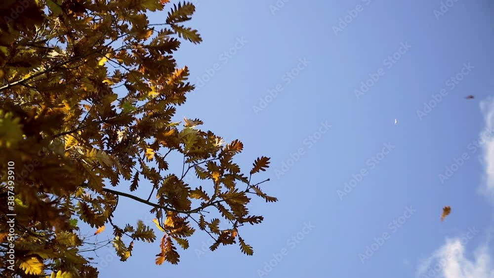 slow motion of beautiful fall leaves swaying in the autumn sun slow motion of beautiful fall leaves swaying in the autumn sun