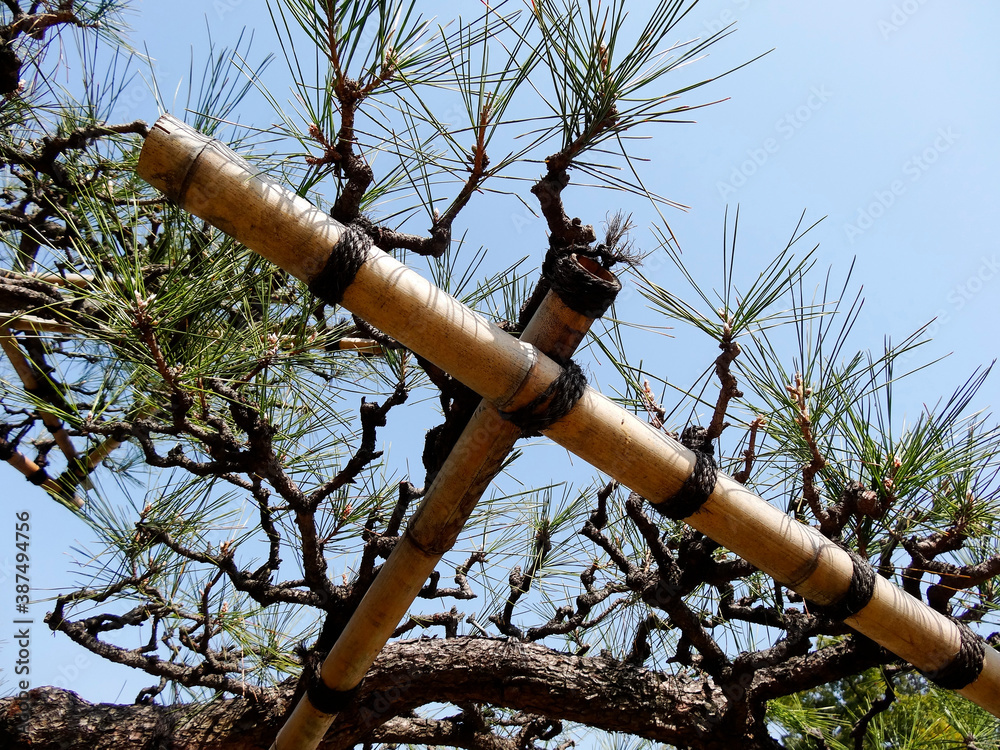 Fototapeta premium 松枝の躾