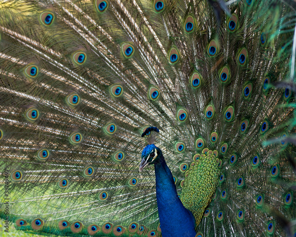 Obraz premium Peacock Stock Photos. Peacock close-up profile view. Displaying fold open elaborate fan with train shimmering feathers with blue-green plumage. Peacock bird, the beautiful colourful bird.