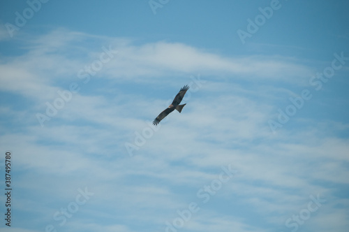 Brown wild Arab desert eagle hawk falcon (Peregrinus plumage) bird flying and spreading wings over blue sky © eyeofpaul