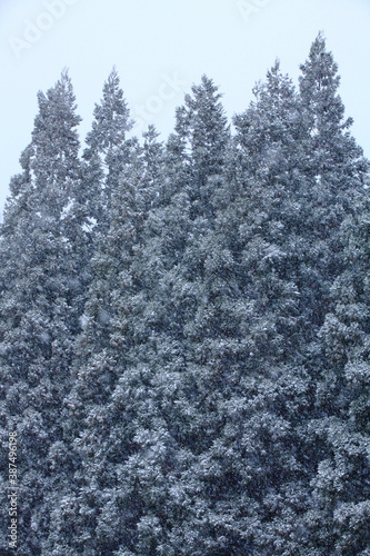 雪景色