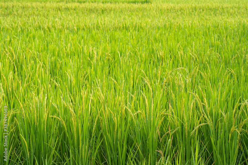 Rice paddy field background 