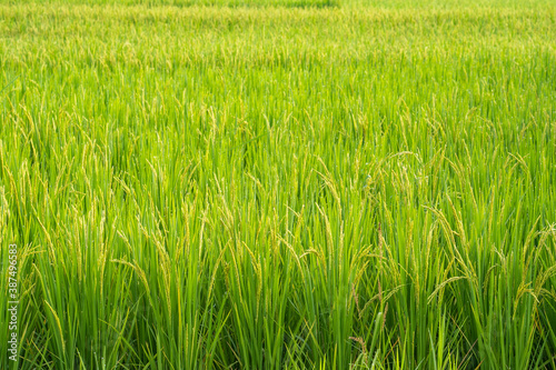 Rice paddy field background 