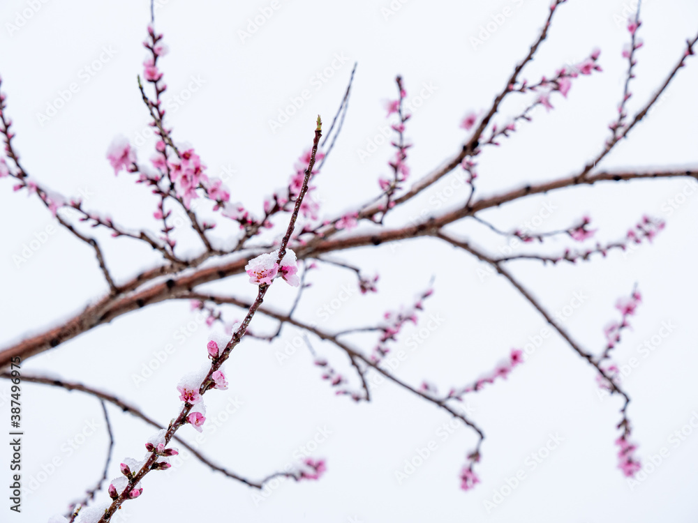 Peach flowers in bloom in the Japanese spring after a sudden and rare snowstorm