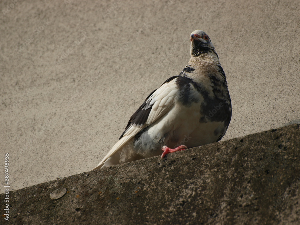 Fototapeta premium ドバト