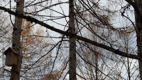 branches against blue sky