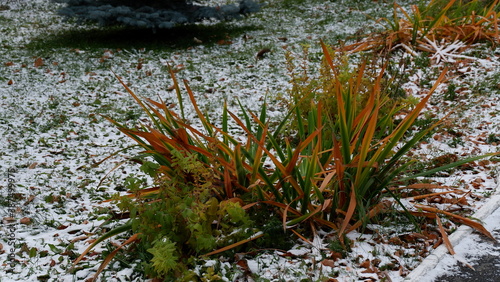 first snow on the grass © Vladimir