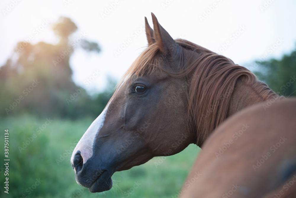 Fototapeta premium horse