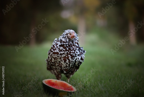 chicken watermelon