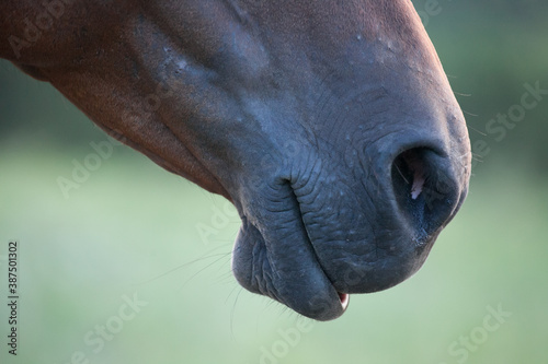 horse mouth © christine