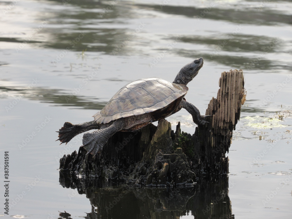 Fototapeta premium turtle