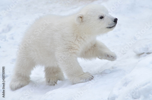 Fototapeta polar bear cub