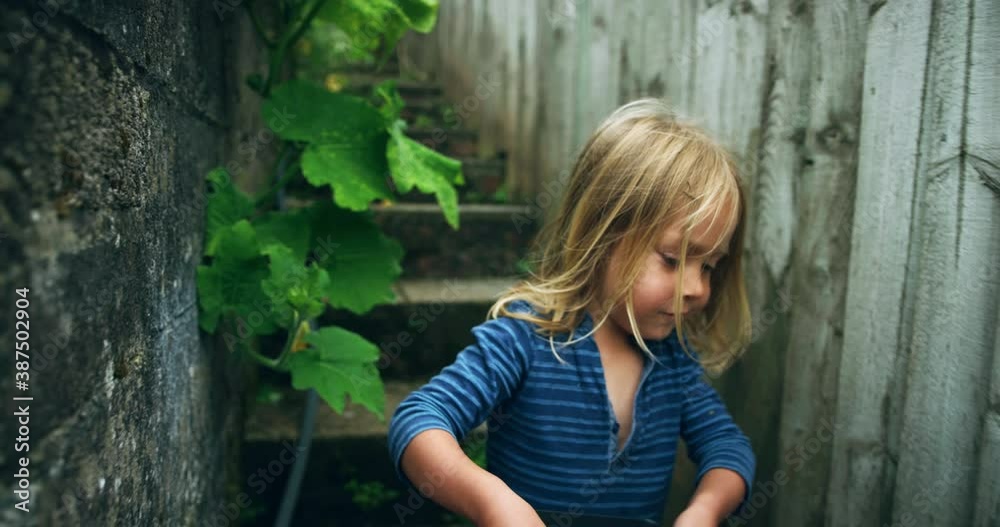 A little preschooler is carrying a bucket of vegetables from the garden A little preschooler is carrying a bucket of vegetables from the garden