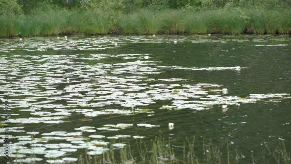 The green water lilies floating on the lake The green water lilies floating on the lake